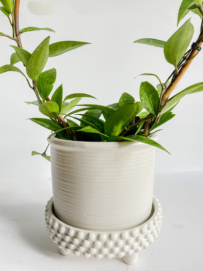Jane Footed Pot 8" x 7.75" (White)