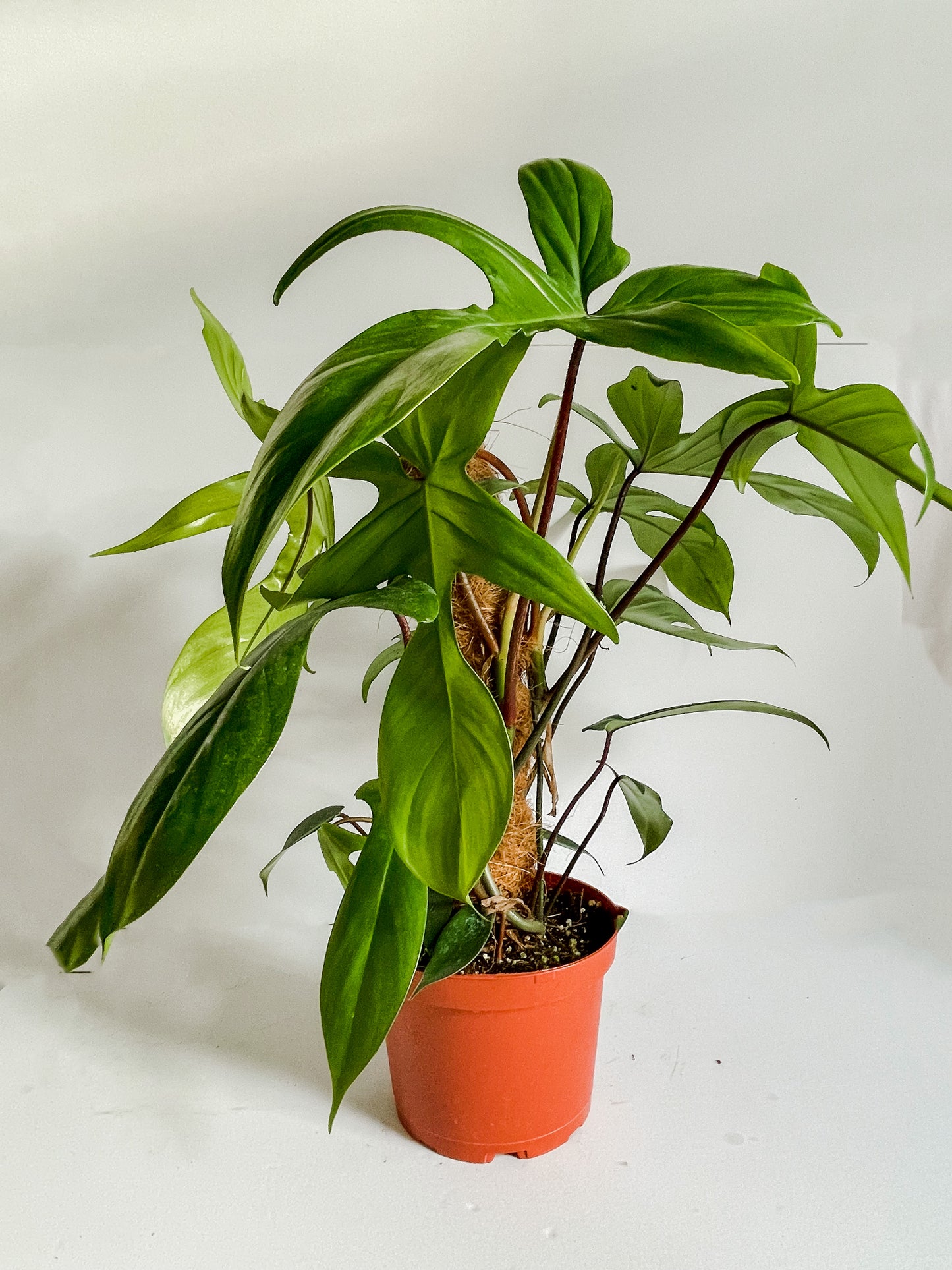 6" Philodendron Florida Green Totem