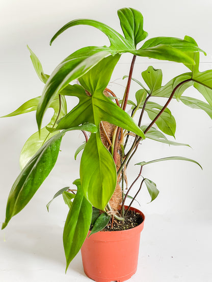 6" Philodendron Florida Green Totem