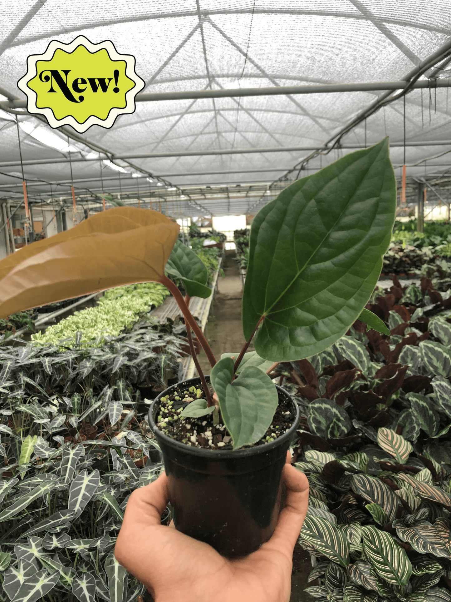 Anthurium 'Radicans x Luxurians'- Thick, Colorful, Glossy, Hardy Leaves, Loves Humidity- Tropical Houseplant- (4 Inch Or 6 Inch Nursery Pot)