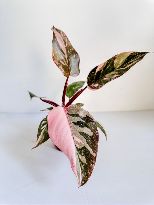 4" Philodendron Pink Princess Marble Plant