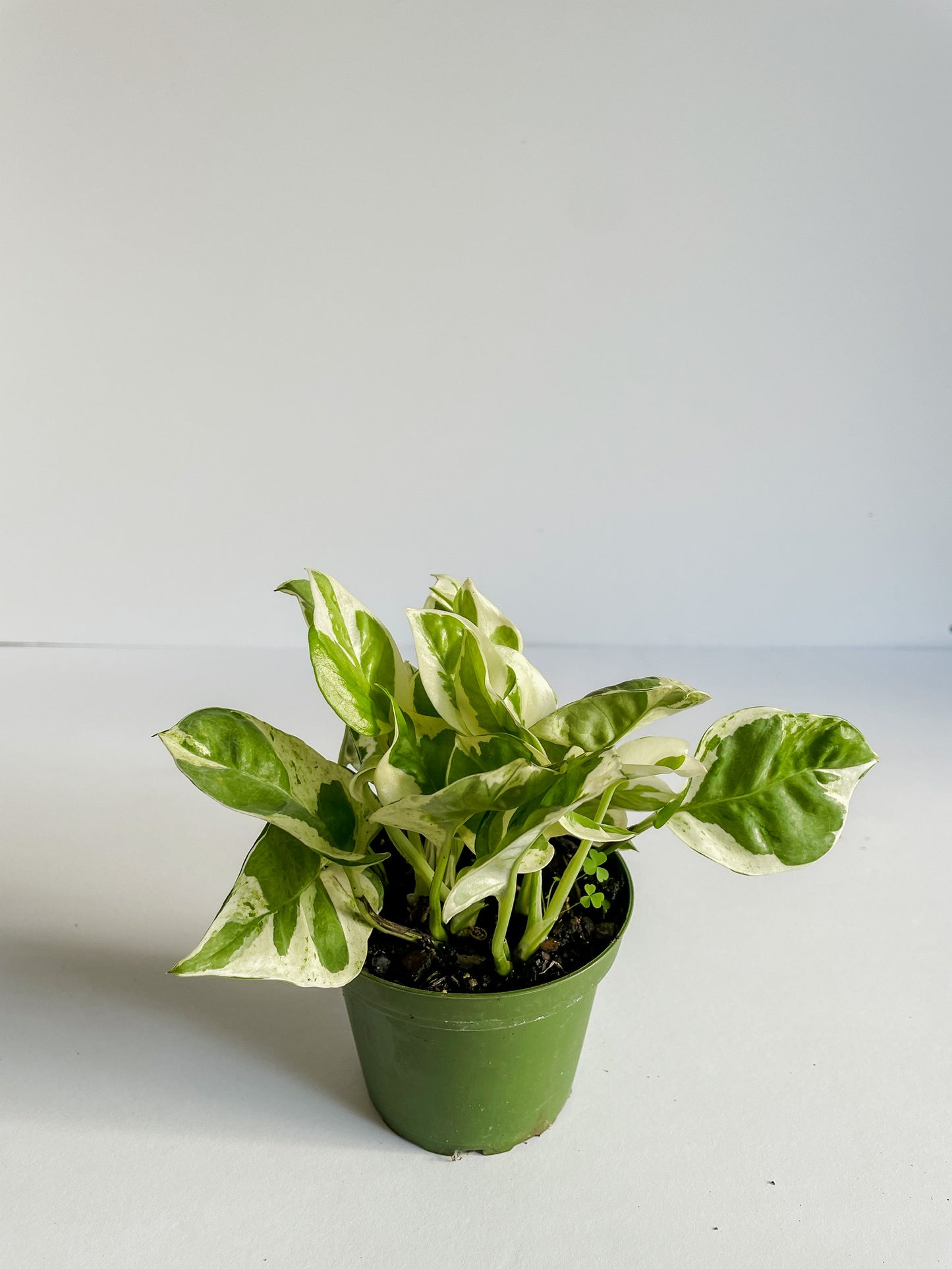 3 of 3 Plants- Pearl & Jade Pothos
