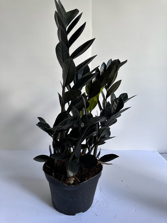 Zamioculcas Zamiifolia 'Raven' (Raven ZZ)- 🌱 Beginner Friendly, Low Light, Drought Tolerant Tropical Houseplant- (4 Inch, or 6 Inch Nursery Pot)