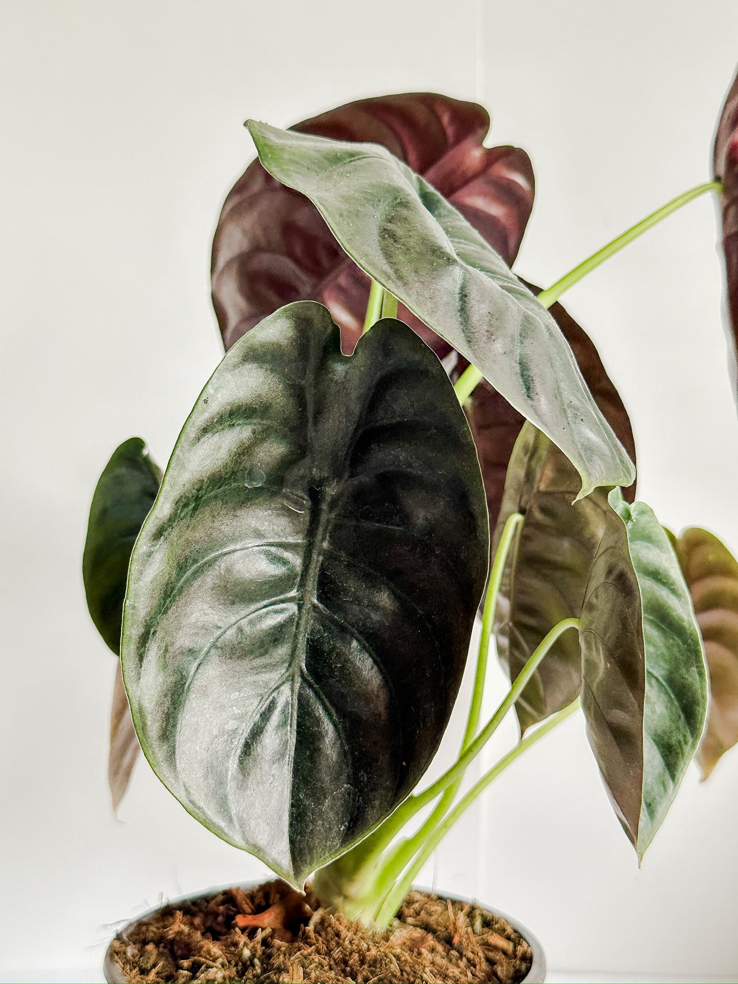 Alocasia Cuprea 'Red Secret' Plant - Circular Arrow-Shaped Leaves, Metallic Red Color, Purple Undersides - (4 " or  6" Pot)
