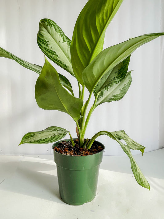 Aglaonema 'Silvery Bay'- 🌱  Beginner-Friendly, Low Maintenance, Drought Tolerant -Tropical Chinese Evergreen Houseplant- (4 Inch or 6 Inch Nursery Pot)