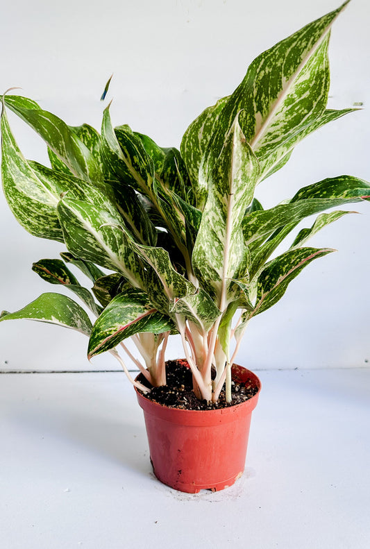 6" Aglaonema Sparkling Sarah (Chinese Evergreen) Vibrant Colored Leaves, Low Maintenance & Drought Tolerant Tropical Houseplant